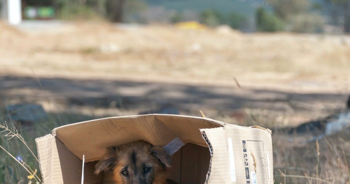 Dezembro Verde: campanha contra o abandono e maus-tratos de animais