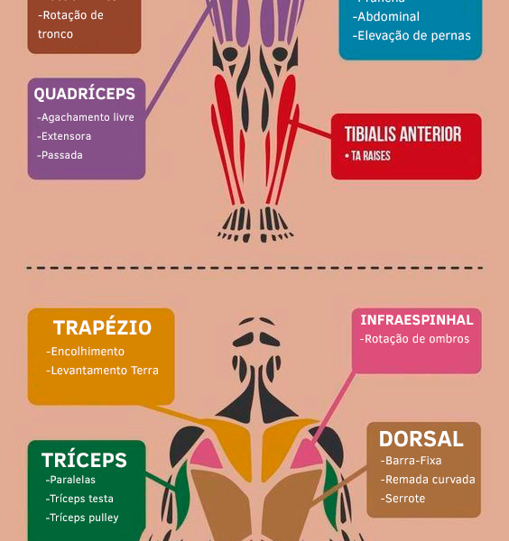 [INFOGRÁFICO] Melhores exercícios por grupo muscular