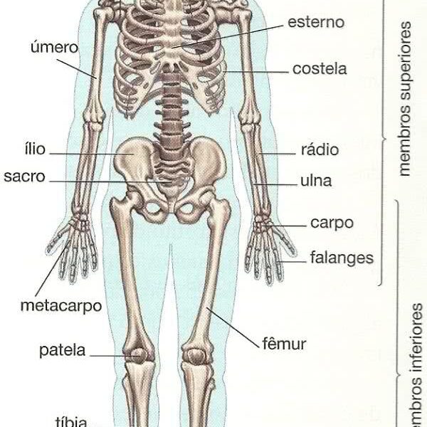 Ossos do corpo humano: nomes, quantidade e funções - Estudo Prático