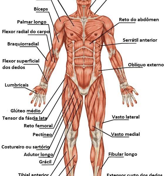 Sistema Muscular