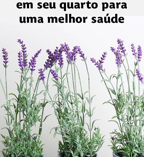 6 plantas para ter em seu quarto para uma melhor saúde