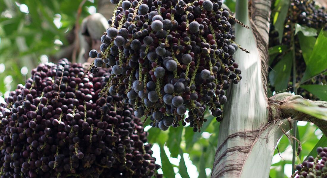 Baie d'açai, un super fruit antioxydant aux multiples vertus