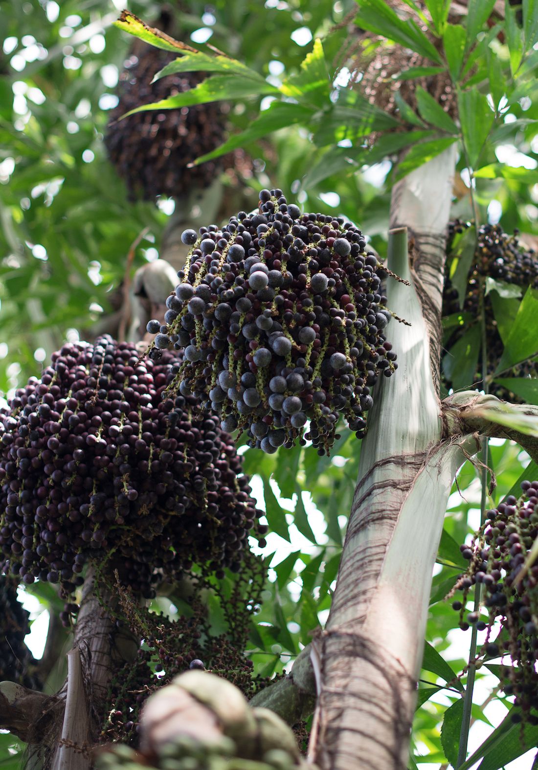 Baie d'açai, un super fruit antioxydant aux multiples vertus