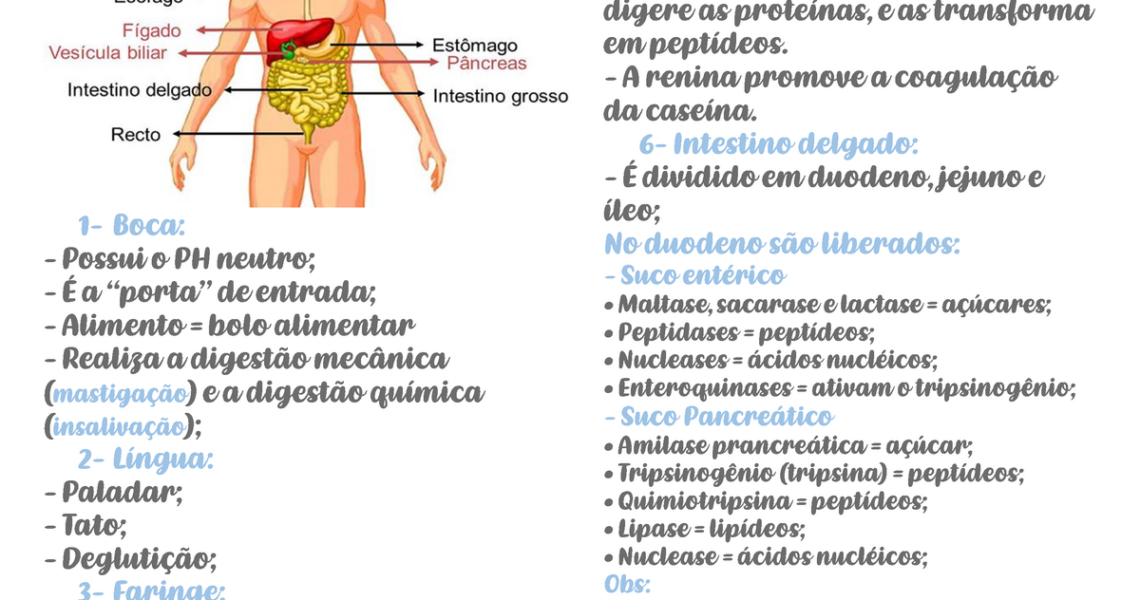 Sistema Digestório - muito boa - Função: Absorver os nutrientes dos alimentos, e eliminar o resto. - Studocu