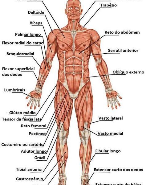 Sistema Muscular